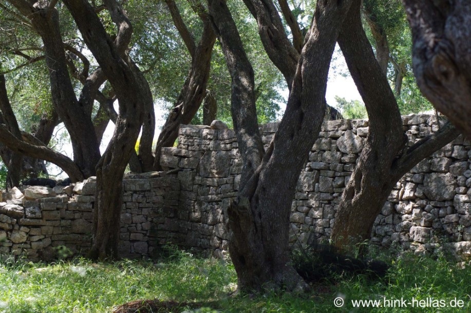 Olivenbaum in Griechenland