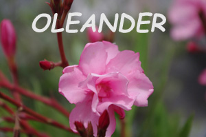 Oleander in Griechenland